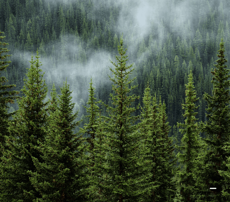 Sustainable lithium ion battery solution - Forest photo